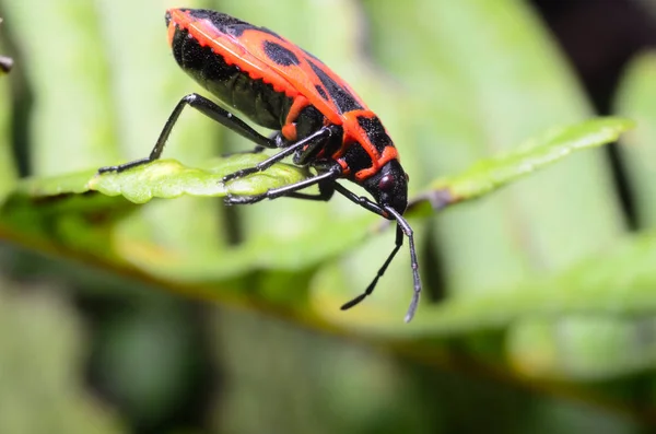 Red bug on a green leaf  (Pyrrhocoridae) — Stock Photo, Image