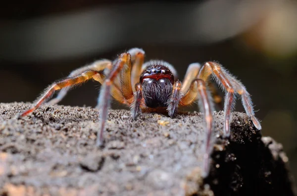 Spider in the garden — Stock Photo, Image