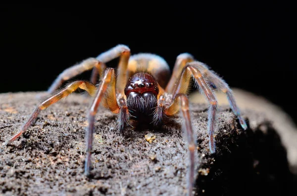 Spider in the garden — Stock Photo, Image