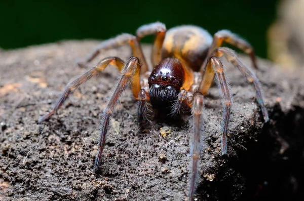 Павук в саду — стокове фото