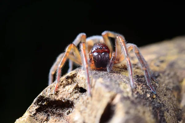 庭で怖いビッグスパイダー — ストック写真