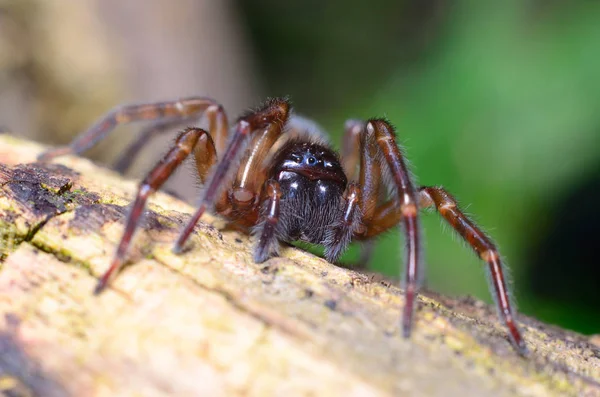 Павук в саду — стокове фото