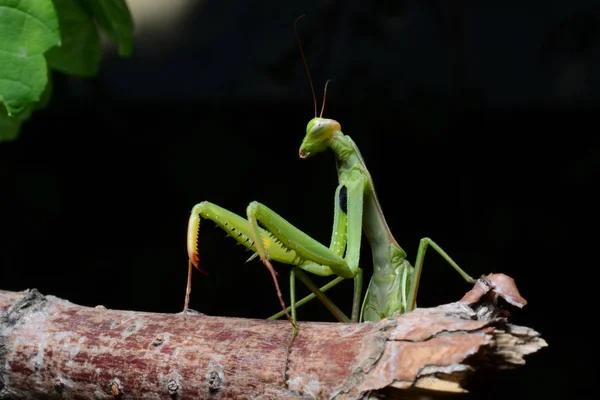 Makro portrét Mantis religiosa. — Stock fotografie