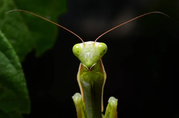 Makró portré Mantis religiosa. — Stock Fotó