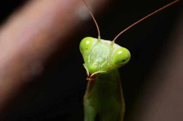 Macro portrait Mantis religiosa. — Stock Photo, Image