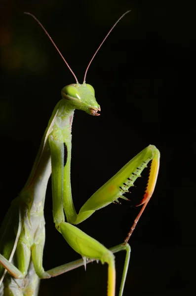 Macro retrato Mantis religiosa . — Foto de Stock