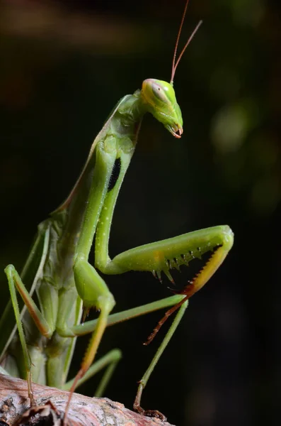 Makro portre Mantis bileğinde. — Stok fotoğraf