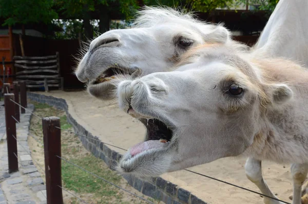 動物園で面白いラクダ — ストック写真