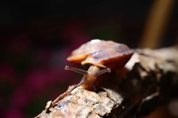 Incredibly Striking Photos of Snails. Little snail. — Stock Photo, Image