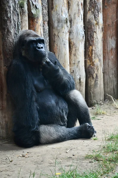 Gorilla deep in thought