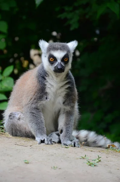 De ringstaartmaki (Lemur catta) — Stockfoto