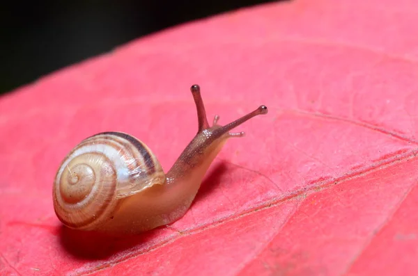 Incredibly Striking Photos of Snails. Little snail. — Stock Photo, Image