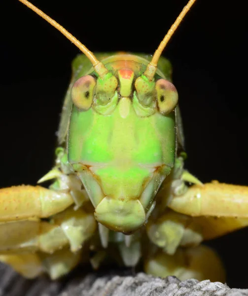 Macro portrait grasshopper on a black background. — Stock Photo, Image