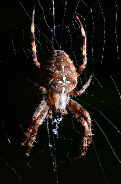 Eine große beängstigende Spinne — Stockfoto