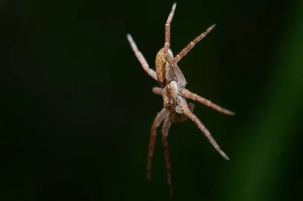 Pára-quedista de aranha. Levitação de aranha. (Philodromus dispar ) — Fotografia de Stock