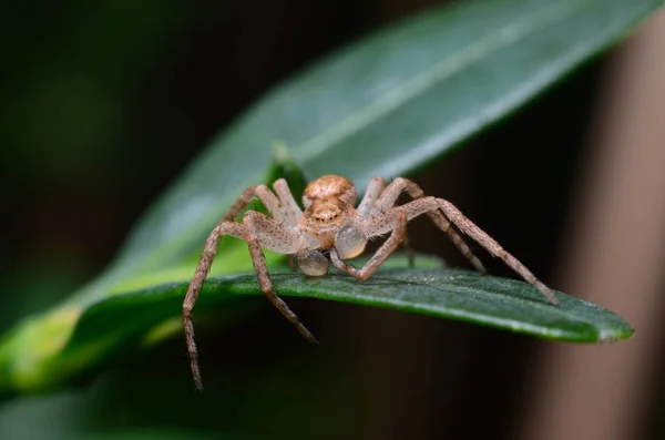 L'araignée sur une feuille verte nettoie les pattes (Philodromus dispar ) — Photo