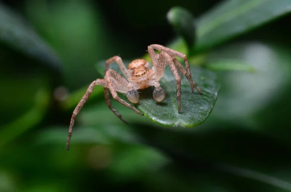 Aranha em uma folha verde (Philodromus dispar ) — Fotografia de Stock