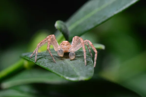 Spinne auf grünem Blatt (philodromus dispar) — Stockfoto