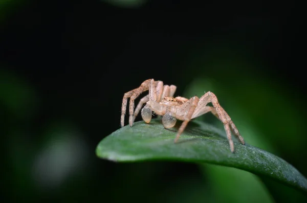 녹색 잎 (Philodromus dispar에 거미) — 스톡 사진