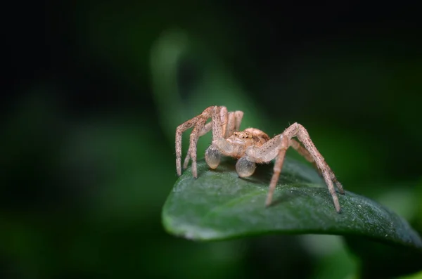 Aranha em uma folha verde (Philodromus dispar ) — Fotografia de Stock