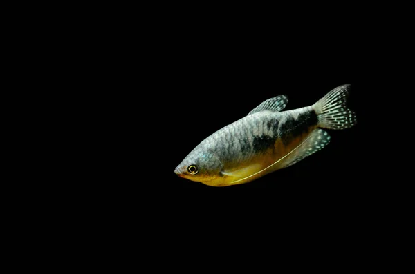 Three spot gourami, blue gourami aquarium fish isolated on a black background. Trichogaster trichopterus — Stock Photo, Image