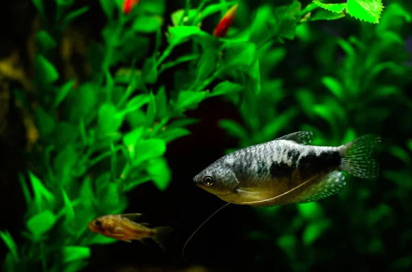 Três "spot gourami", peixe azul de aquário. Trichogaster trichopterus — Fotografia de Stock