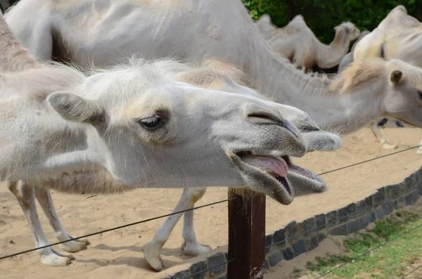 動物園で面白いラクダ — ストック写真