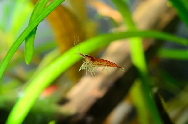 緑の植物と水槽で泳ぐエビ — ストック写真