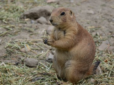 Çayır köpeği yiyor. Dağ.