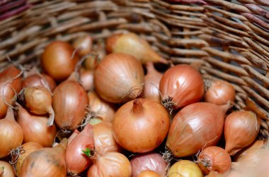 Sepette taze soğanlar