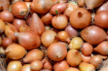 Taze soğan. Soğan arka planı. Olgun soğanlar. Piyasada soğan