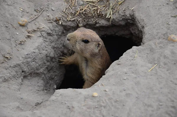 Prairie dog in the hole. Marmots.