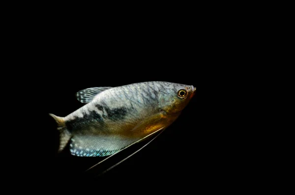 Trzy na miejscu akwarium Gurami drobnołuski, niebieski ryb na białym tle na bla — Zdjęcie stockowe