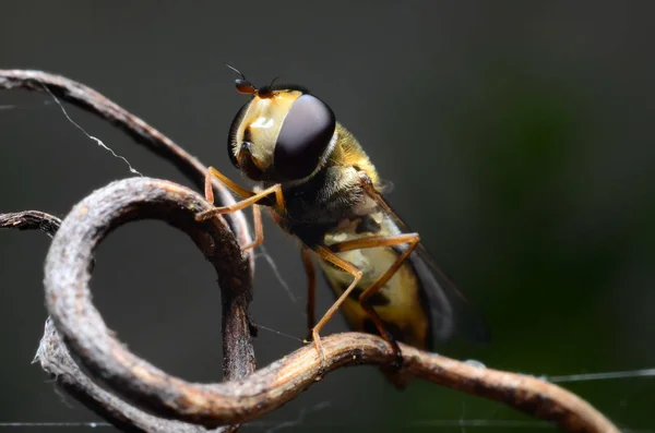 Hoverfly z wielkie oczy — Zdjęcie stockowe