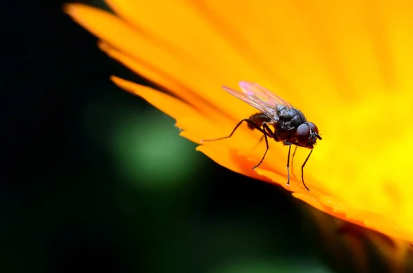 Schöne Fliege auf Blume — Stockfoto