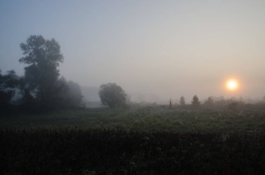Sis, güneş ve ağaç şaşırtıcı şafak
