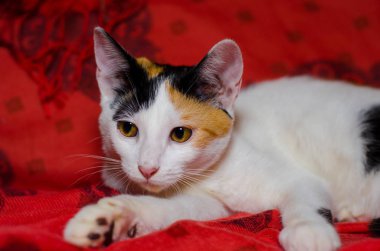 Üç renkli kedi üç renkli