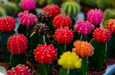 Kaktüs Counter kaktüs 