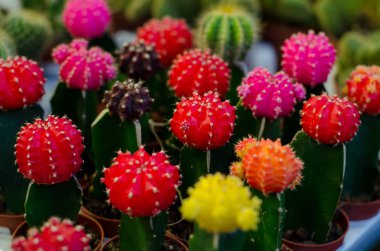 Kaktüs Counter kaktüs 