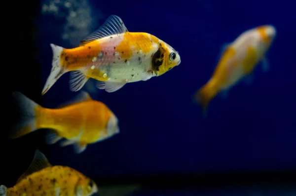 Koi Carp Aquarium — Stock Photo, Image