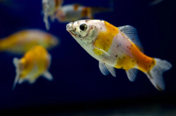 Koi Carp Aquarium — Stock Photo, Image