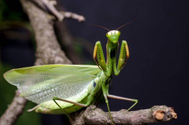 Mantis savunma duruş