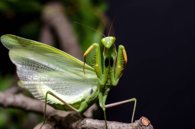 Mantis savunma duruş