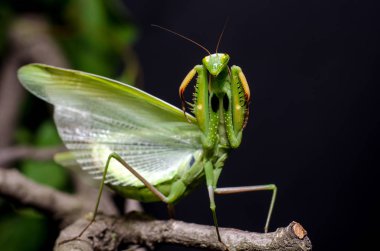 Mantis savunma duruş
