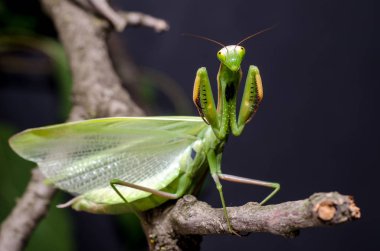 Mantis savunma duruş