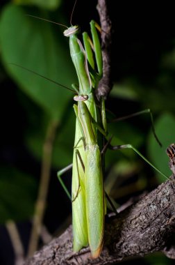 Mantis çiftleşme çiftleşme mantis