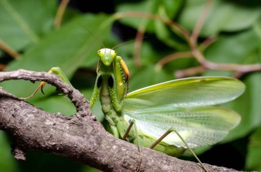 Mantis savunma duruş