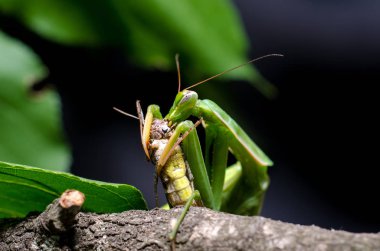 Mantis bileğinde yeme çekirge