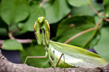 Mantis savunma duruş