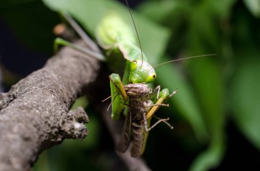Mantis bileğinde yeme çekirge